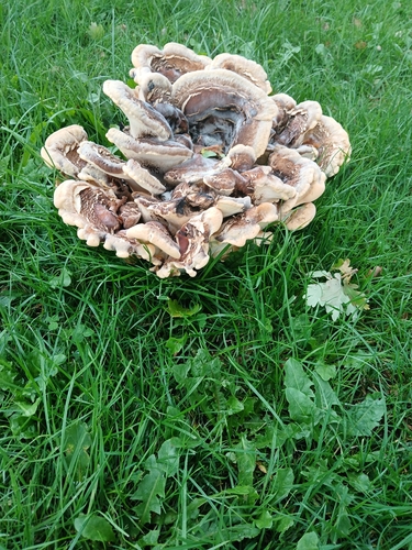 Giant Polypore