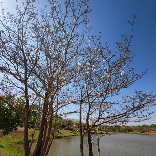 White Ipê