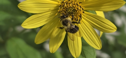 Common Eastern Bumble Bee