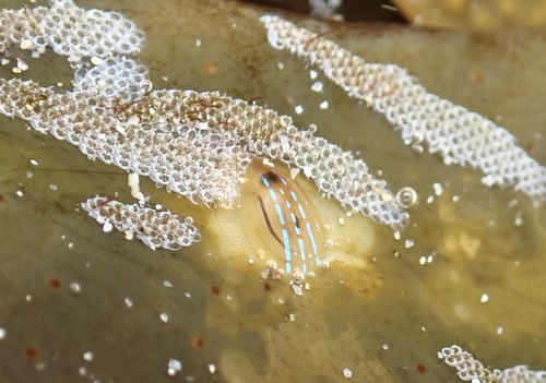 Blue-rayed Limpet