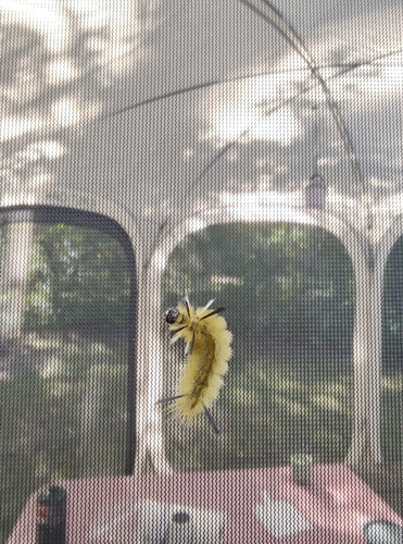 Banded Tussock Moth
