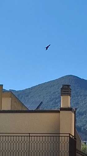 Milvus Kites