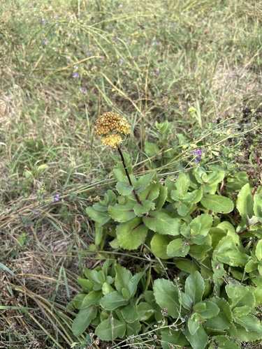 Great Stonecrop