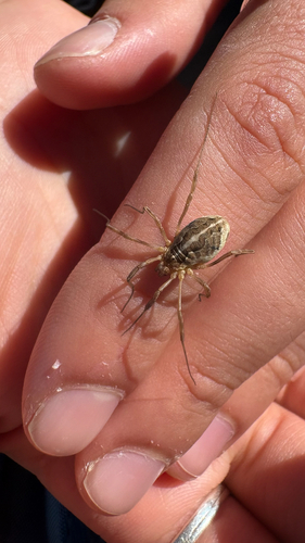 Saddleback Harvestman