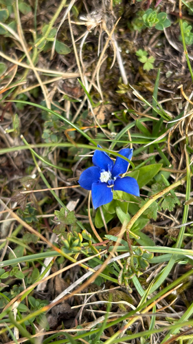 spring gentian
