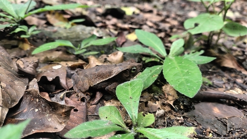 Rhinella hoogmoedi