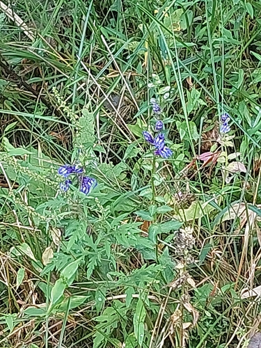 great blue lobelia