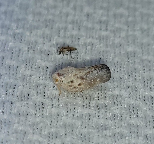 Citrus Flatid Planthopper