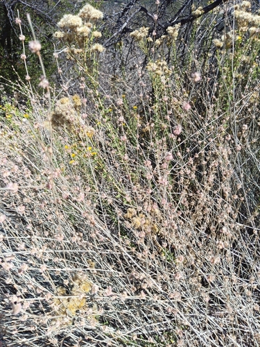 iNaturalist observation photo of Long-stemmed Buckwheat