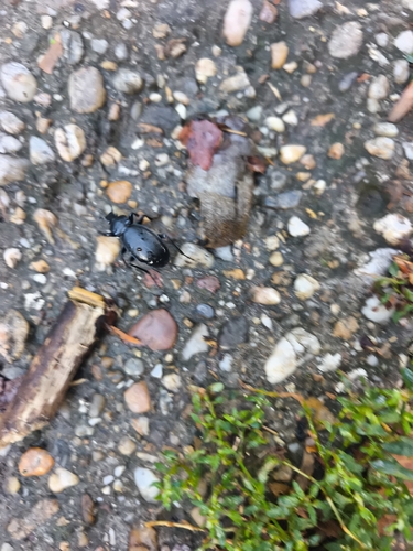 Leather Beetle
