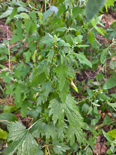 five-bladed motherwort