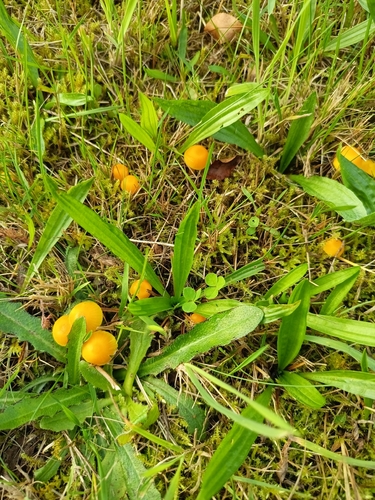 Butter Waxcap