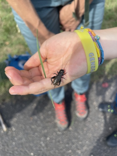 European Field Cricket