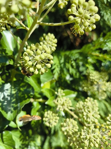 Ivy Cellophane Bee