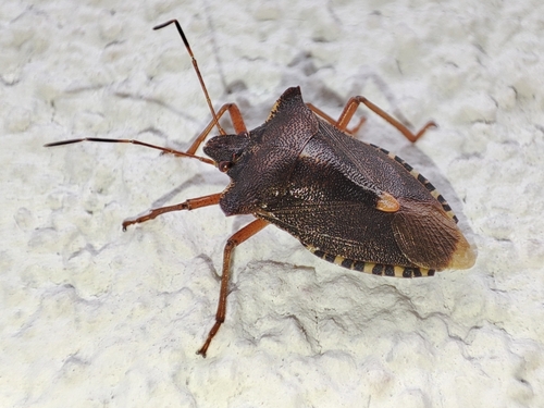 Forest Bug