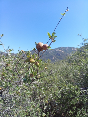 iNaturalist observation photo of California scrub oak