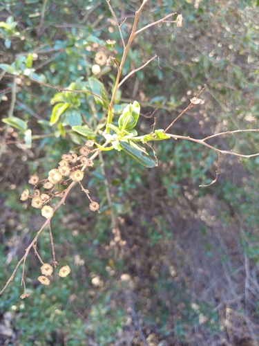 iNaturalist observation photo of greenbark ceanothus