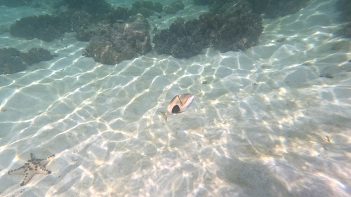 Blackpatch Triggerfish