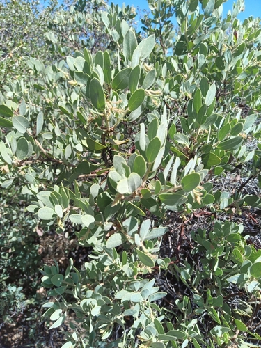 iNaturalist observation photo of bearberries and manzanitas