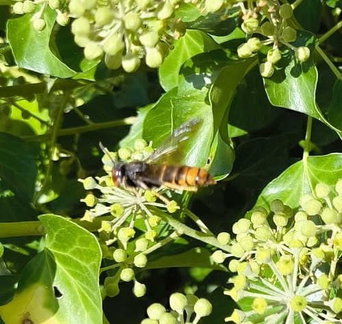 Vespa velutina nigrithorax