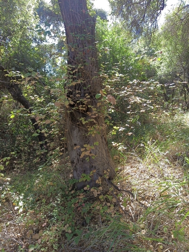 iNaturalist observation photo of Pacific poison oak