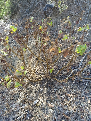 iNaturalist observation photo of canyon sunflower