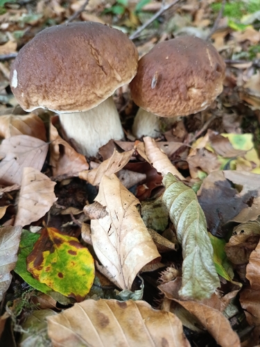King Bolete