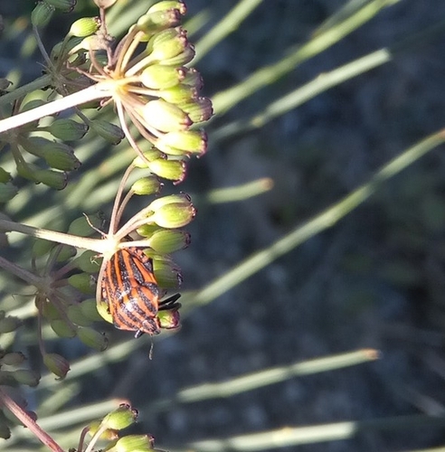 European Striped Shield Bug