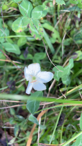 fen grass of Parnassus