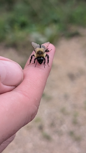 Common Eastern Bumble Bee
