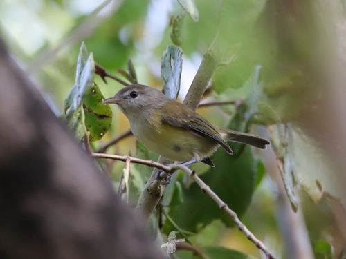 Puerto Rican Vireo