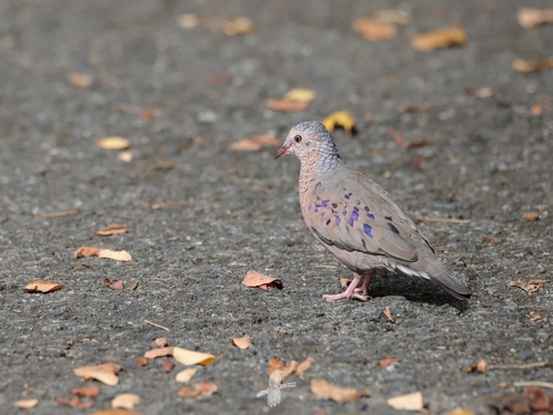 Common Ground Dove