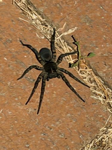 Woodland Giant Wolf Spider