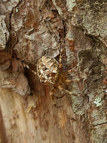 Cross Orbweaver