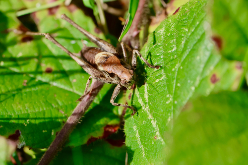Dark Bush-cricket