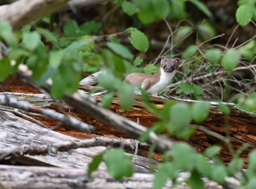 Eurasian Stoat