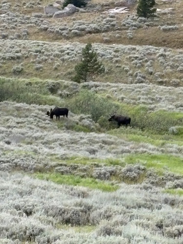 Moose