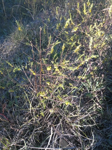 Yellow Odontites