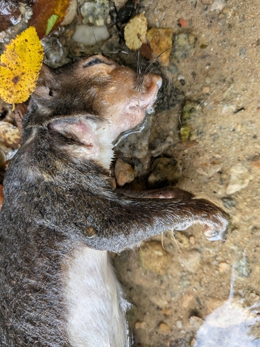 Eastern Gray Squirrel