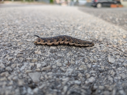 Convolvulus Hawkmoth