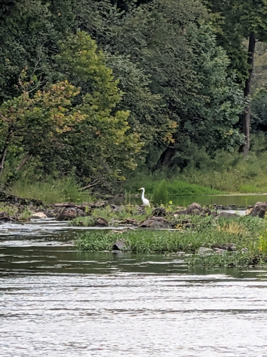Great Egret