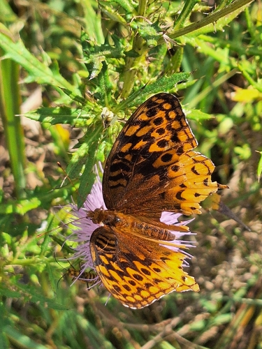 Great Spangled Fritillary
