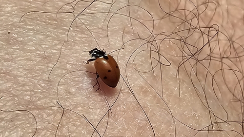 Variegated Lady Beetle