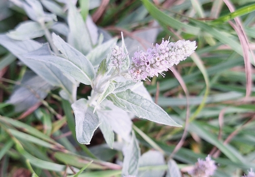 Horse Mint