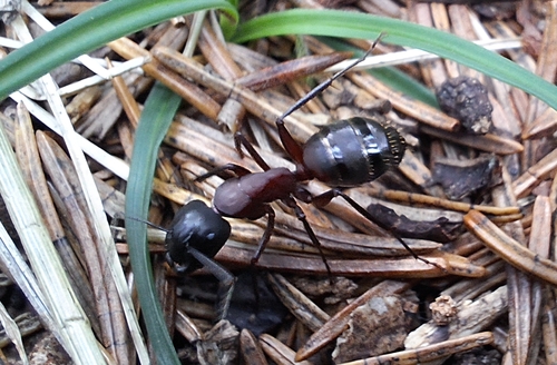 Brown-black Carpenter Ant
