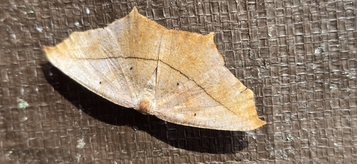 Large Maple Spanworm Moth