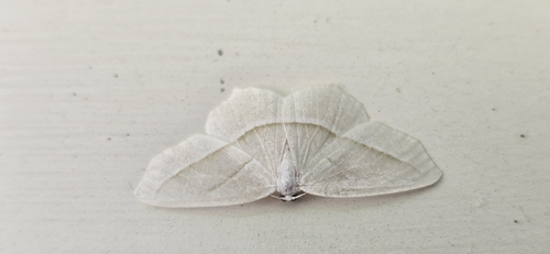 Pale Beauty