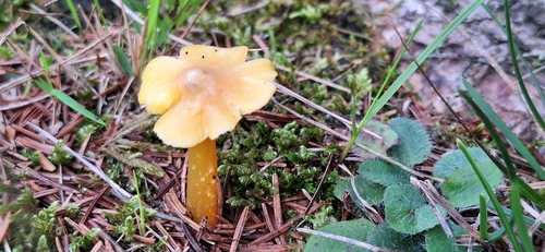 Persistent Waxcap