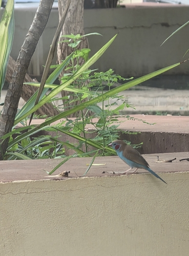 Red-cheeked Cordonbleu