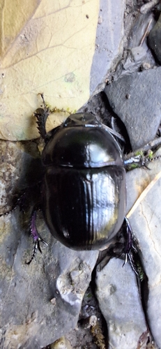 Woodland Dor Beetle